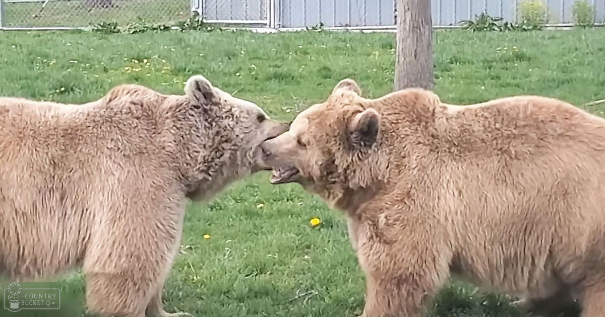 Two adult brown bears standing outdoors with light brown coats and darker patches on their faces and ears amidst a grassy area with some trees and a fence, suggesting spring or summer day;