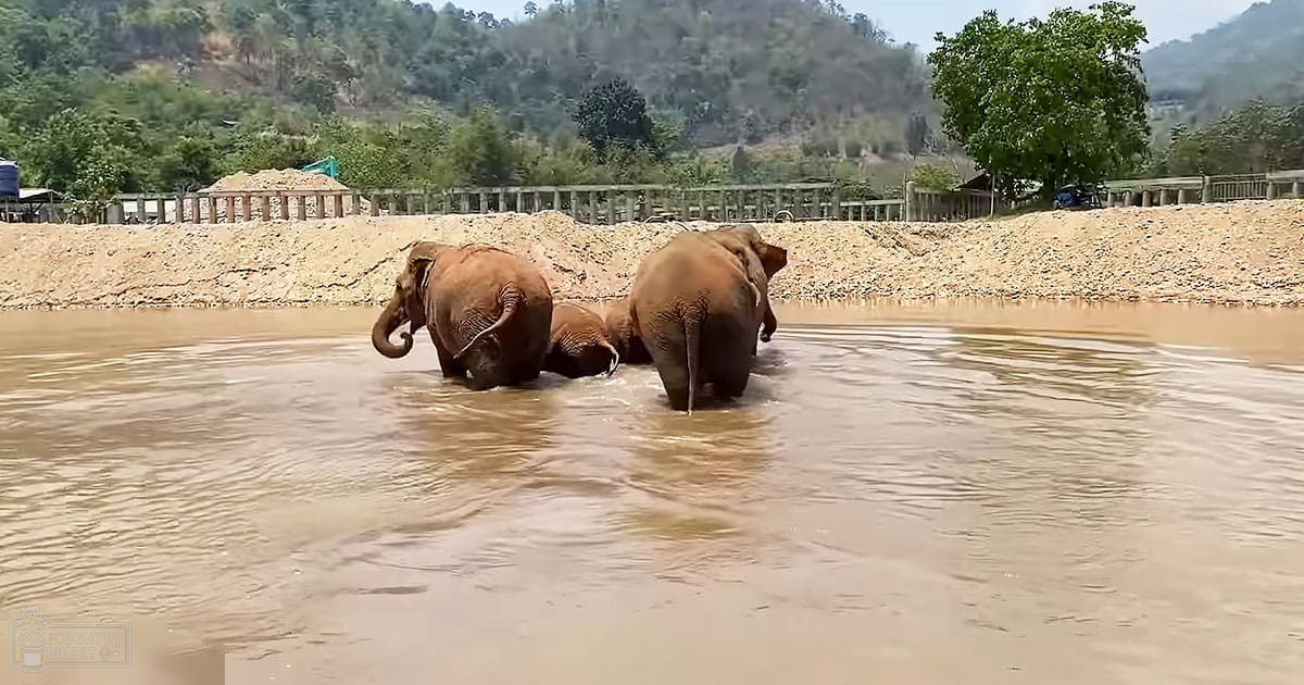 Two adult Asian elephants in a muddy river with sandy banks, surrounded by lush greenery and hills under bright daylight.