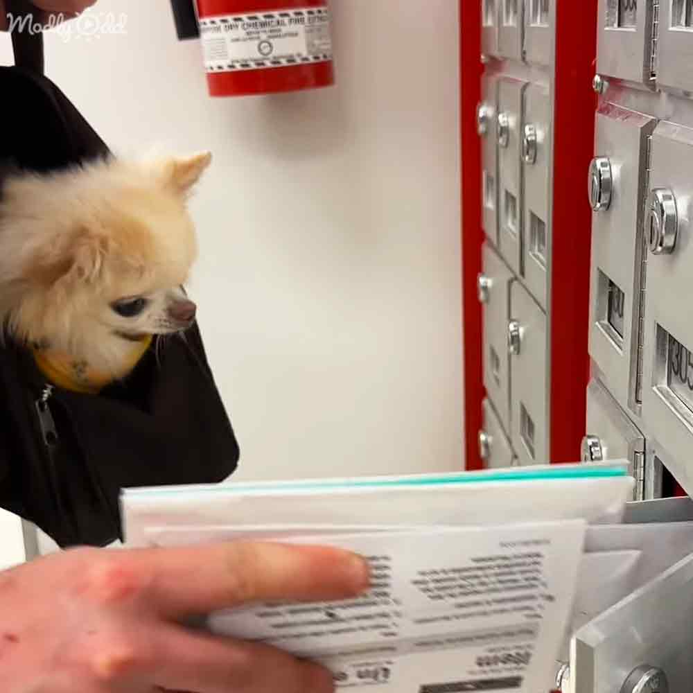 A small dog with light beige/tan fur and darker markings around its face stands indoors in an office setting. A person wearing a black jacket holds the dog, surrounded by metal lockers and documents.
