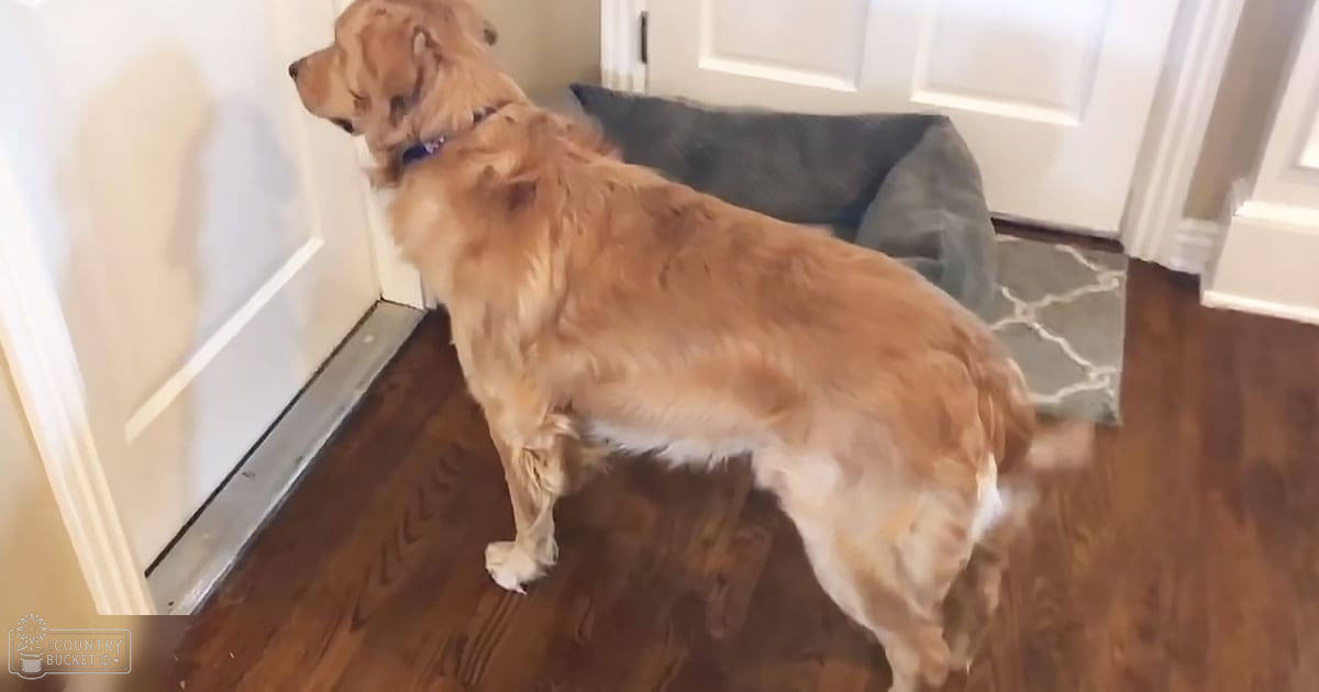A golden retriever with an adult coat color of light brown and white markings stands indoors in a residential space.
