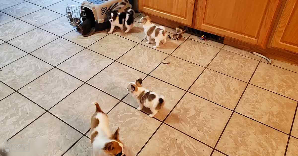 Four Chihuahua puppies with white and brown coats in a daytime indoor setting with wooden cabinets and tiled floor.