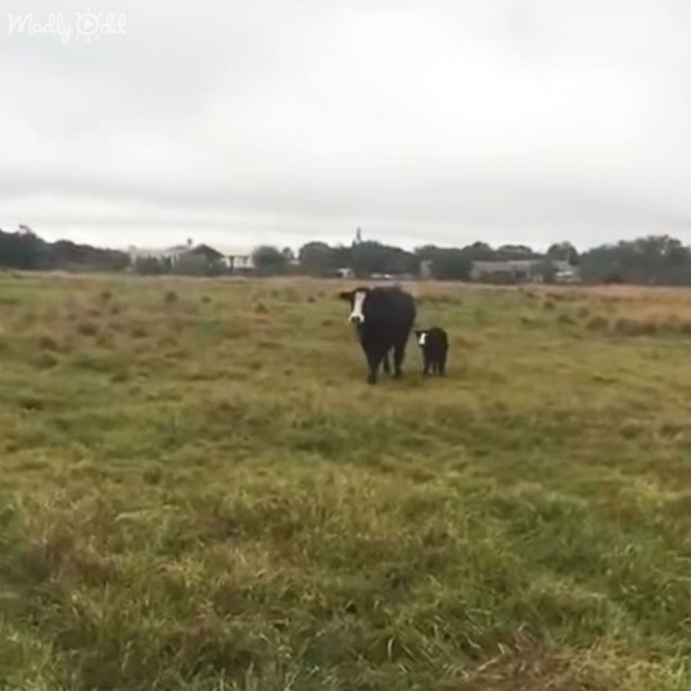 A Holstein cow with a calf in an open field under cloudy skies, suggesting late spring to early fall.