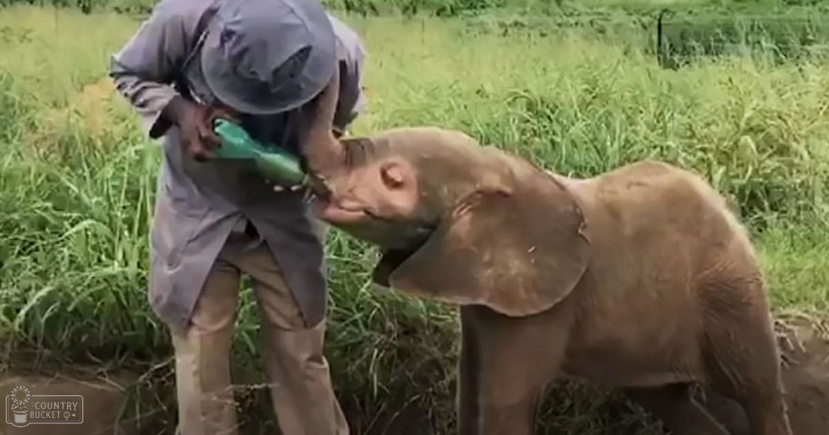 An elephant calf interacts with an adult male in a grassy field under natural daylight, suggesting summer or spring season.