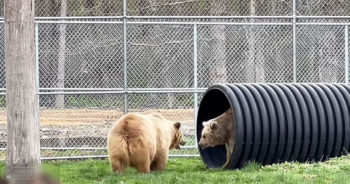 Two brown bears in a zoo enclosure, interacting with a black plastic pipe on grassy ground surrounded by chain-link fencing.