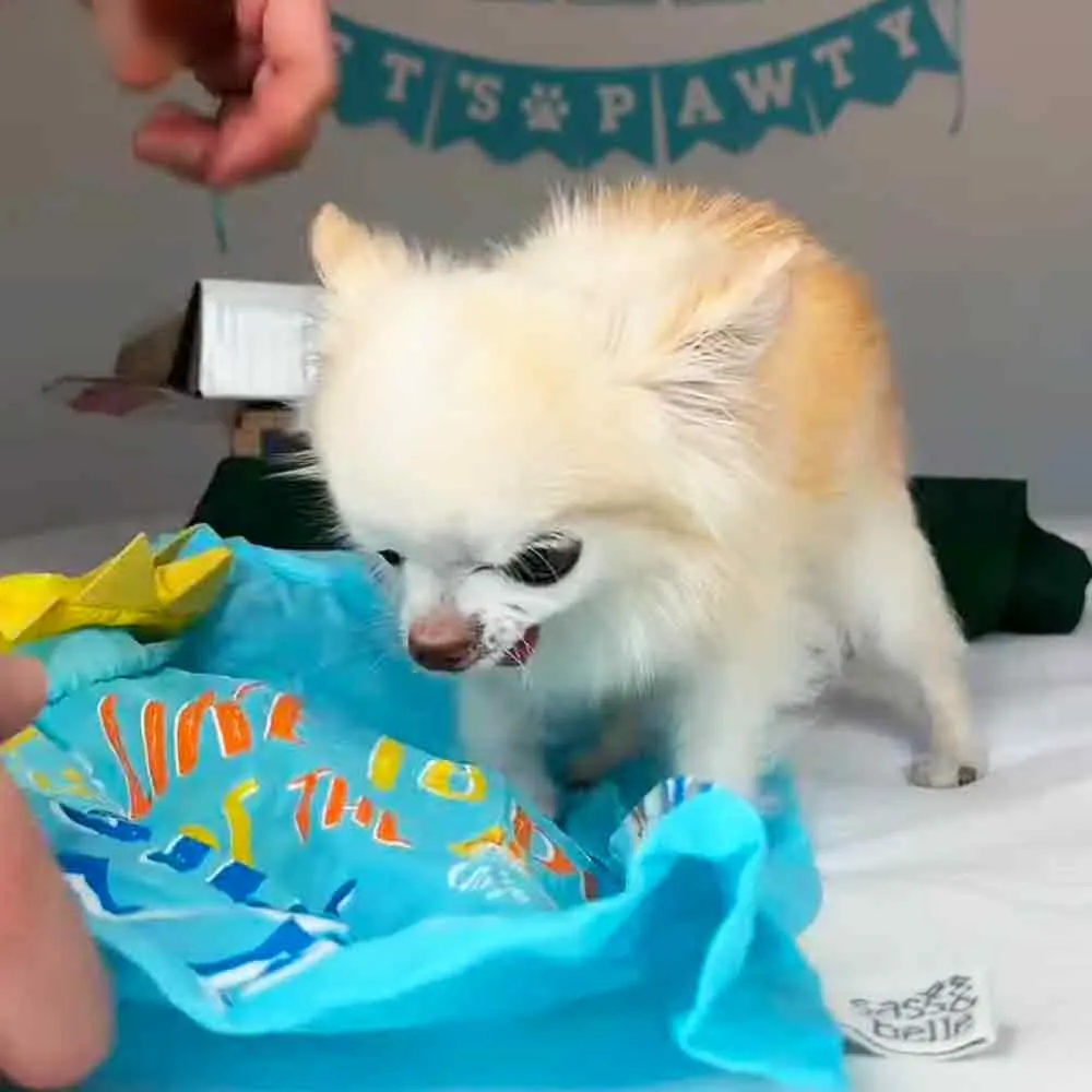 A juvenile Pomeranian stands indoors near a white electrical outlet, with blue fabric and text 'LIKE THE' partially visible in the background.