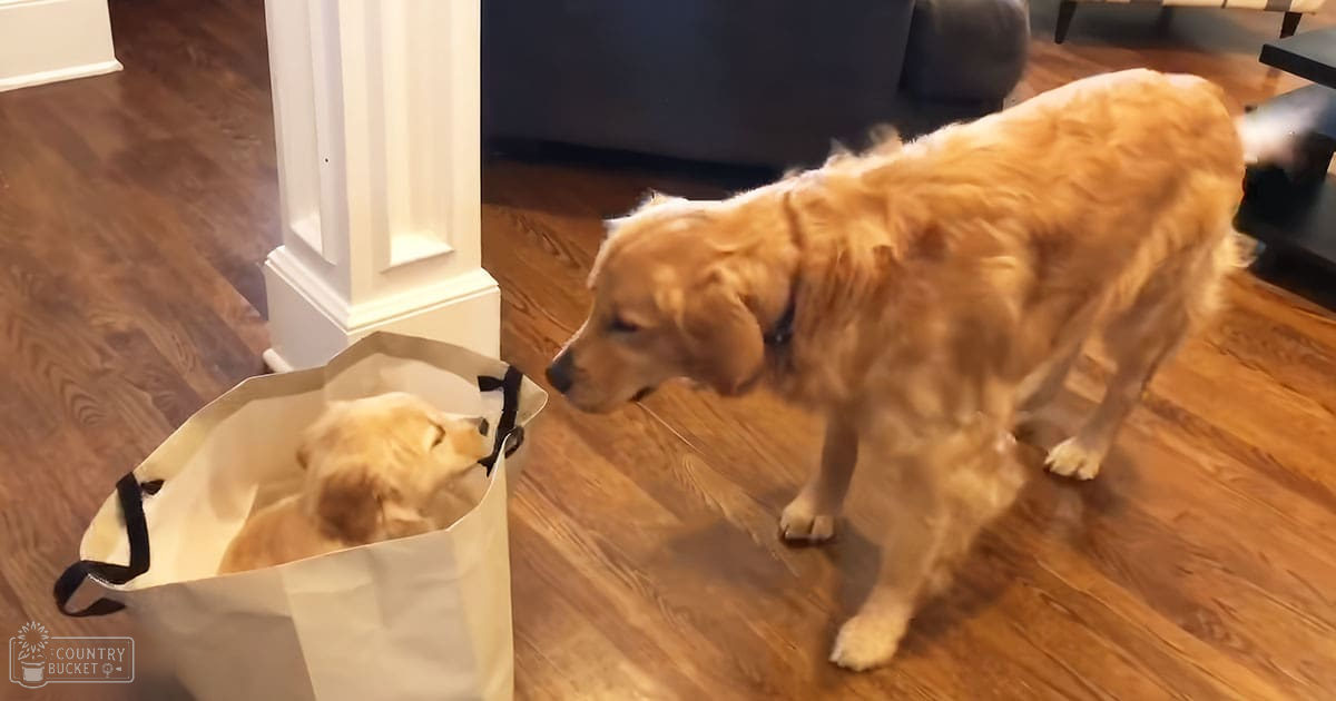 A golden retriever puppy in a paper bag, light brown fur, white column, dark sofa, wooden floor, 'Madly Odd' text, living room setting.