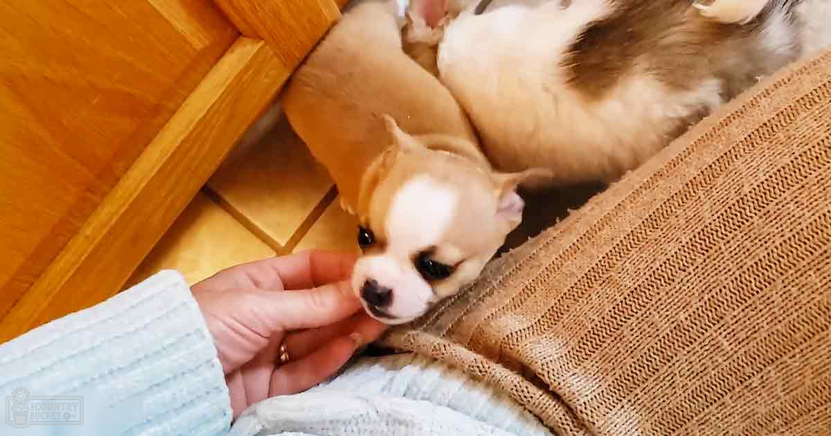 A tan puppy with white markings on its face, wearing a light blue sweater indoors in a home setting.