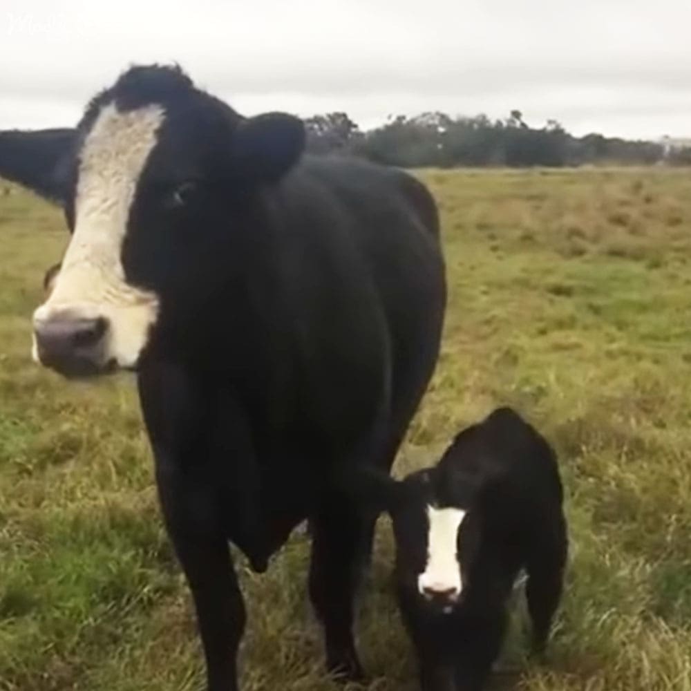 Holstein cow with calf in an open field under overcast skies, late spring to early fall light.