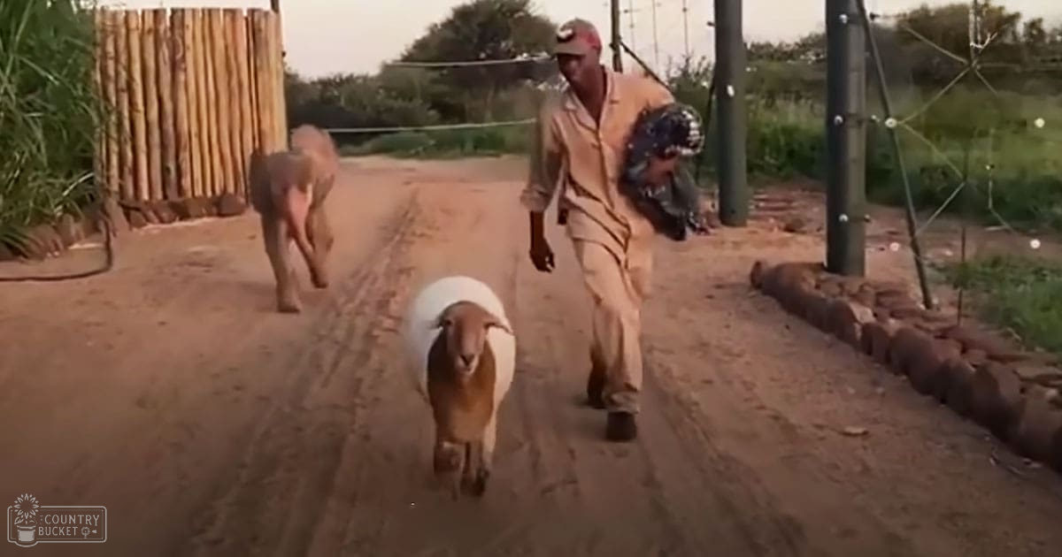An adult male herding sheep in a rural outdoor setting with dirt paths and greenery, likely during the dry season.