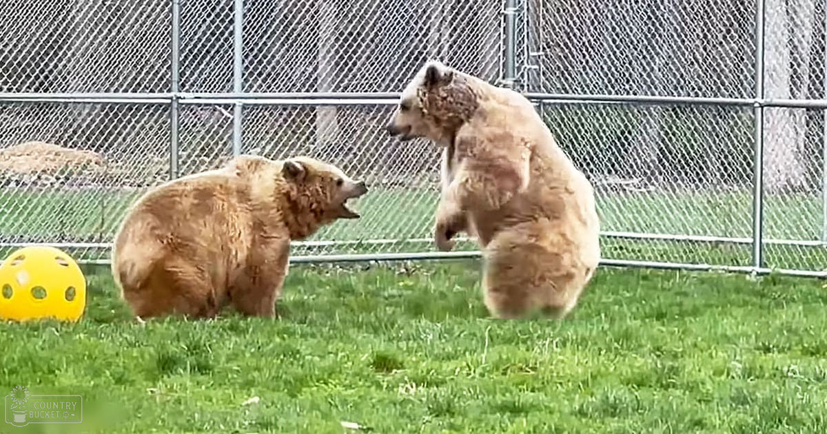 Two adult-sized brown bears with light patches on their heads and shoulders, interacting playfully in a fenced outdoor enclosure with green grass and a yellow ball nearby. The setting suggests daytime during spring or summer.