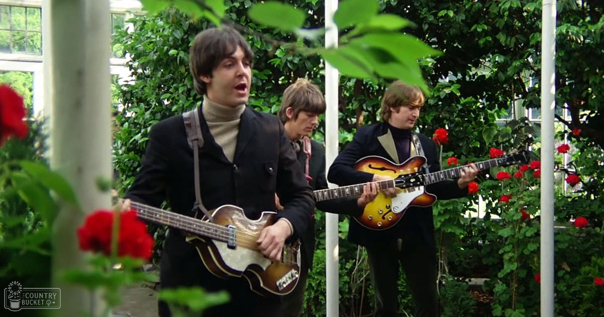 A musical performance by young adult males outdoors with greenery, spring or summer setting, natural sunlight.