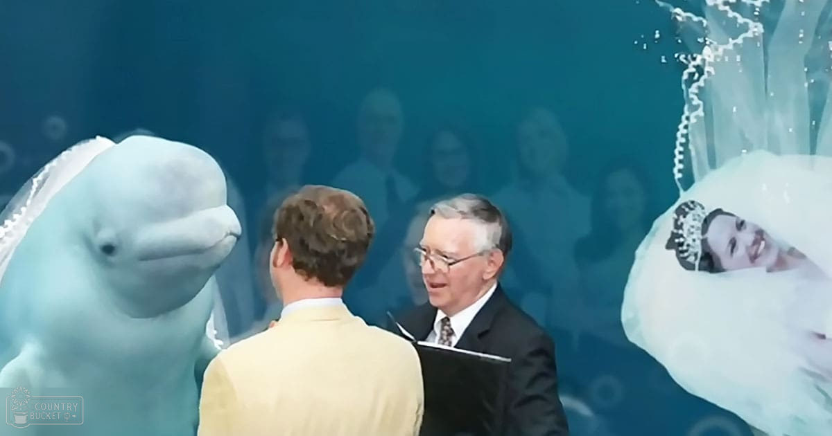 A wedding scene with a beluga whale in what appears to be an aquarium-themed venue.
