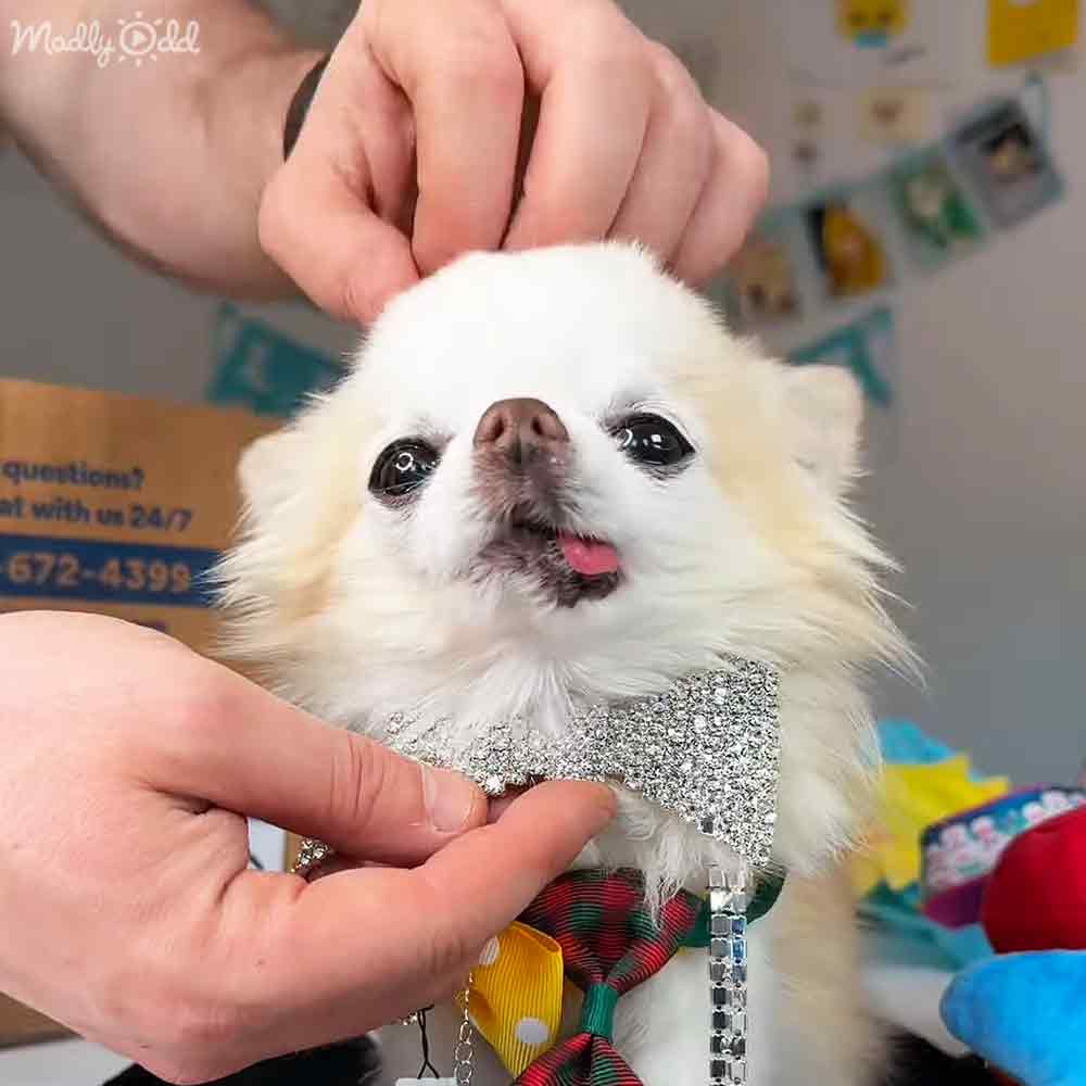 A small white dog adorned with a colorful bow tie being held by two hands indoors.