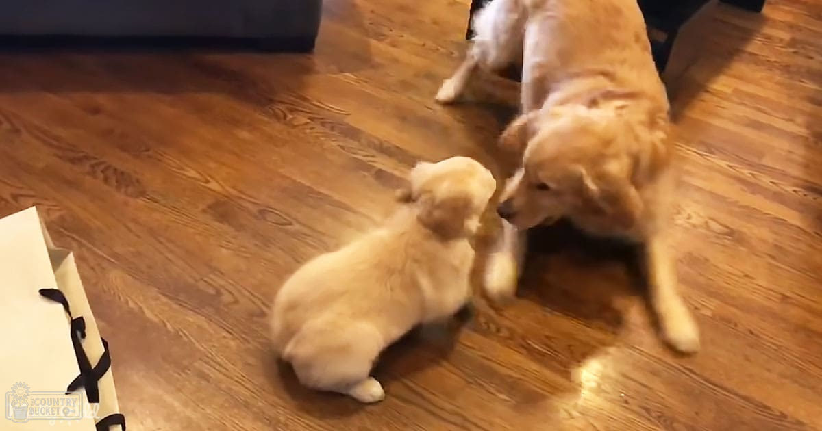 A golden retriever puppy interacting with an adult dog in a home setting, with a wooden floor and artificial lighting.