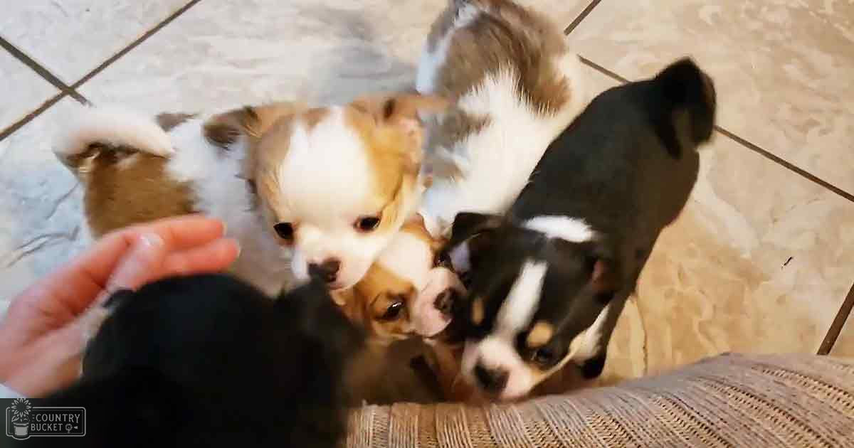 Four Chihuahua puppies with white, brown, black fur patches, indoors on tiled flooring under artificial lighting.
