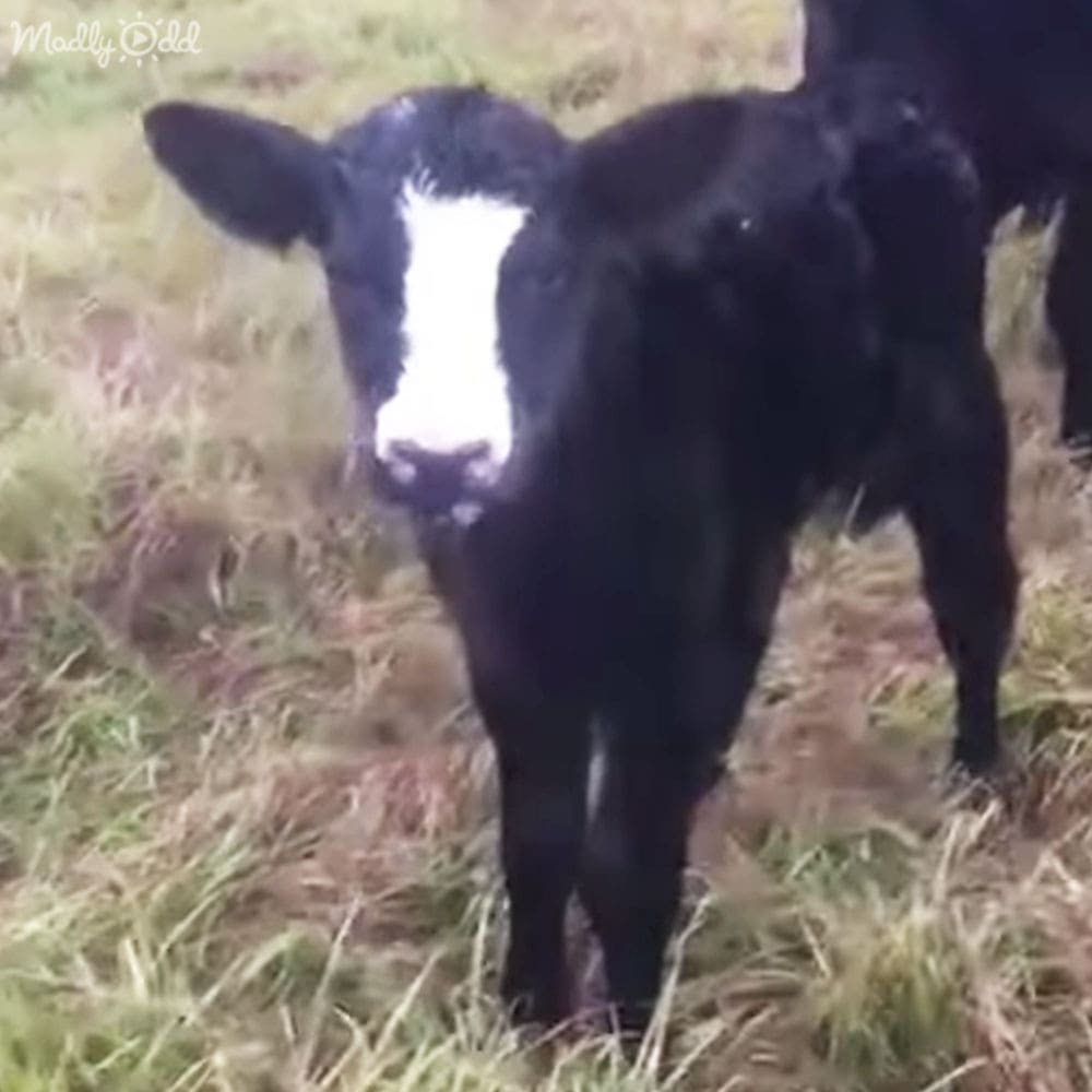A black cow with white markings in a rural outdoor setting during daytime