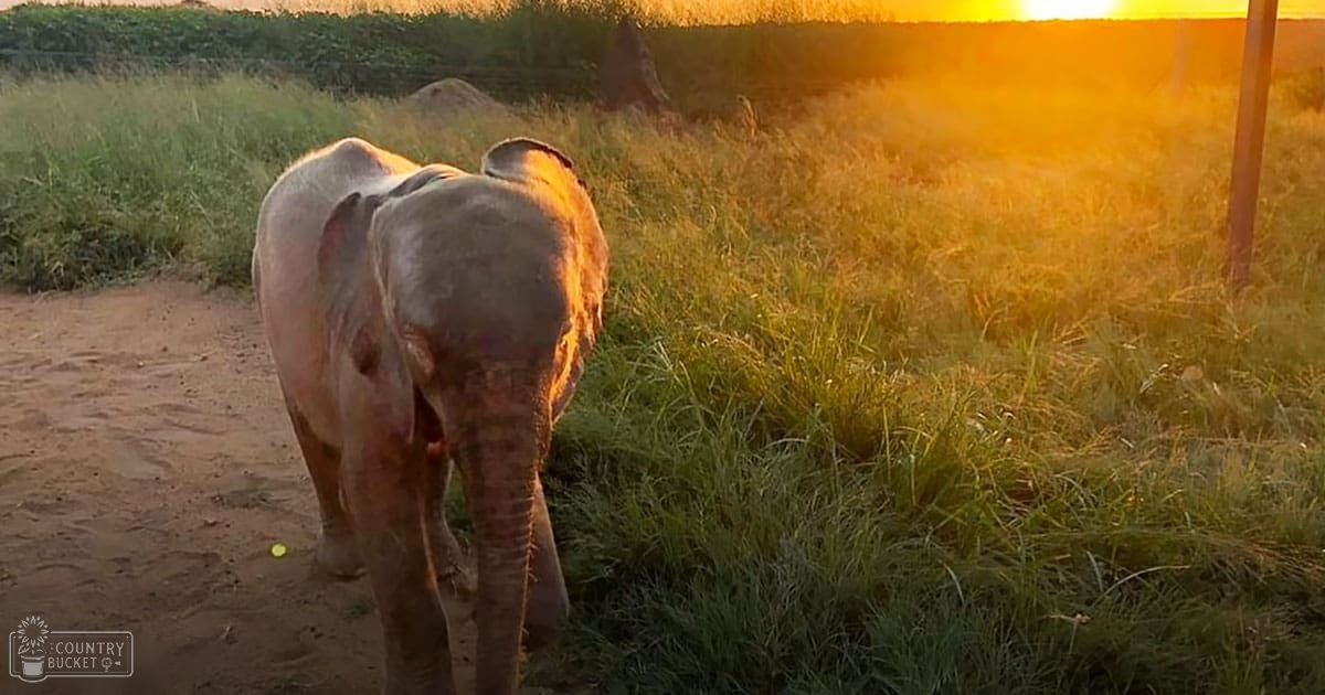 An adult-sized elephant with a light-colored coat and darker patches on its ears and trunk in an outdoor setting with grassy terrain, trees, and a fence line at sunrise or sunset.