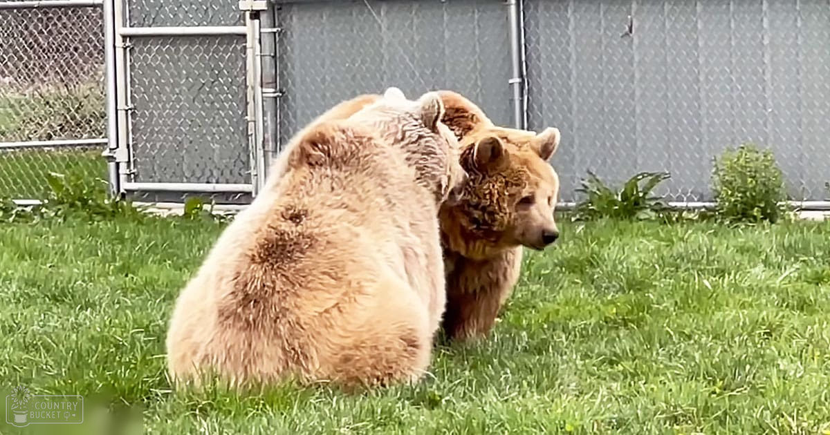 Two brown bears in a fenced grassy area with bright daylight and spring or summer vegetation.