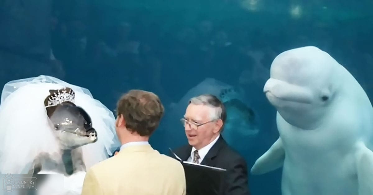 A wedding ceremony with dolphins in an aquarium setting, with a middle-aged man wearing glasses and a dark suit jacket over a white shirt and patterned tie, alongside a young adult male in a light-colored blazer. Dolphins dressed as brides stand amidst the scene.