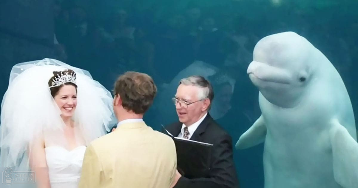 A wedding ceremony scene at an aquarium with a bride in a white gown, groom in a light yellow suit, and beluga whale in the background under natural daylight.