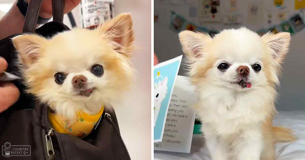A small Pomeranian or similar breed dog with white and light brown/tan coat in two indoor settings, one with grooming tools held by an adult male.