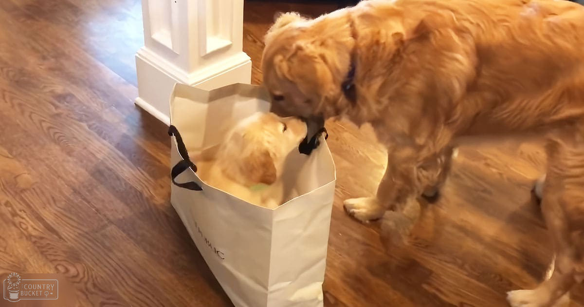 A golden retriever puppy with light brown fur stands indoors, possibly in a living room or hallway of a home during autumn or winter. The setting is warmly lit.