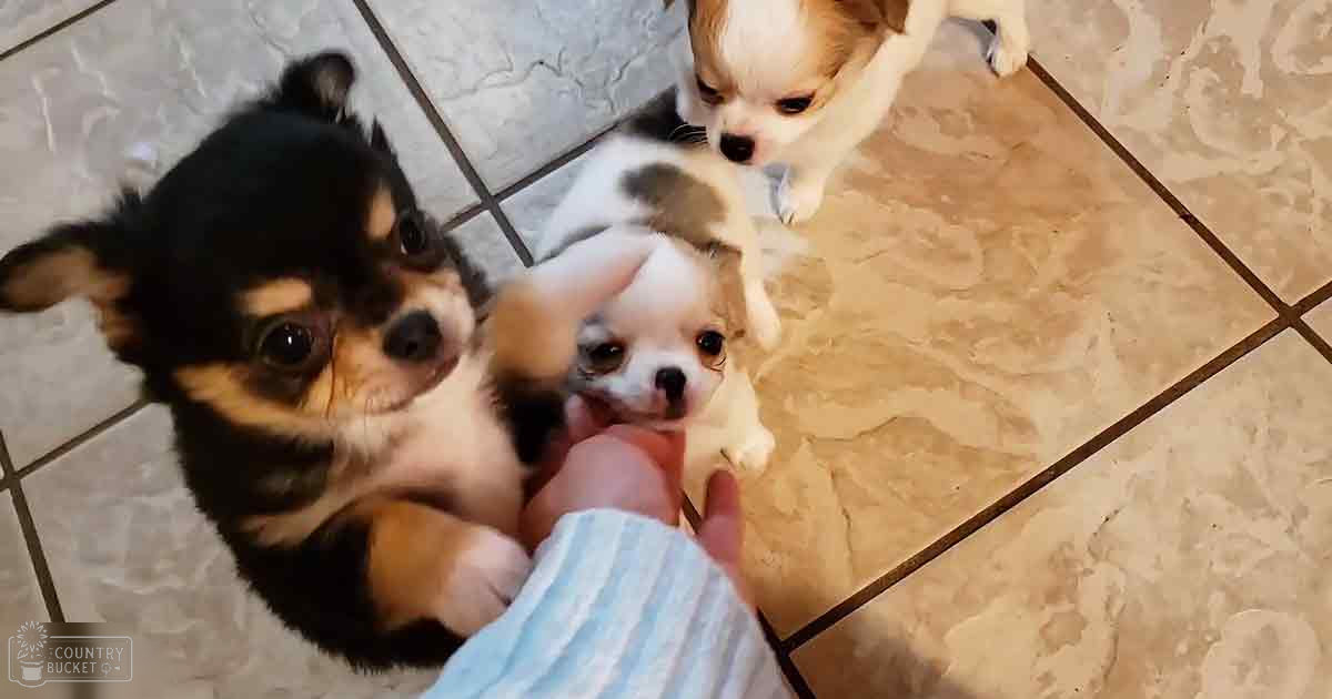 A group of chihuahua puppies indoors on a tiled floor with beige tiles and artificial even lighting.
