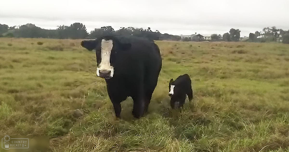 A black cow with white markings, accompanied by a smaller calf in an open grassy field under overcast skies.