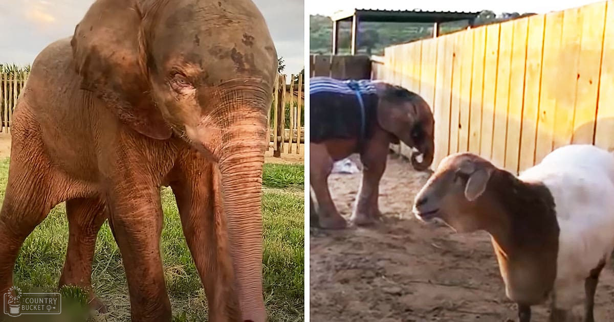 An adult elephant with wrinkled skin stands in a zoo-like setting alongside an adult sheep with white wool coat, surrounded by wooden fencing and green grassy areas. The season appears to be spring or summer.