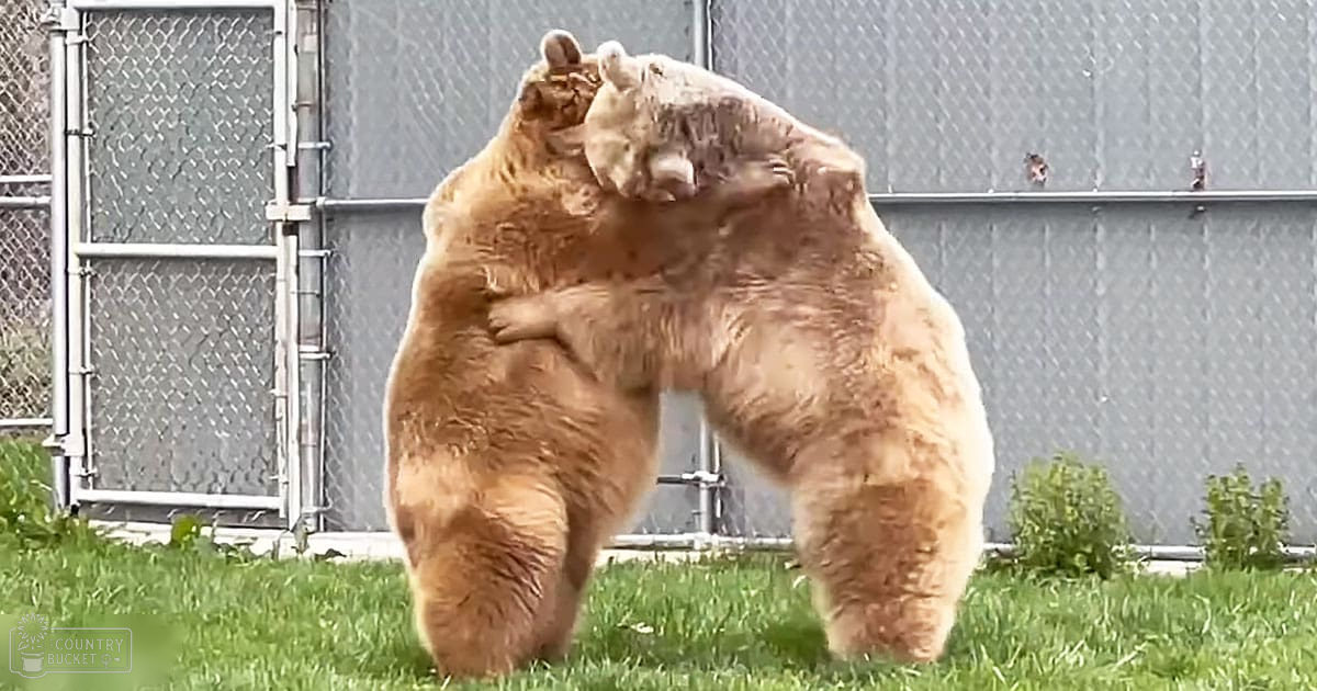 Two adult brown bears in a fenced enclosure, possibly at a zoo or wildlife sanctuary during daytime with natural light.