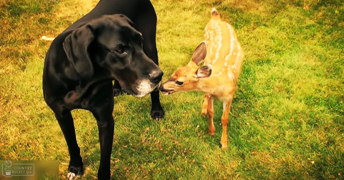 A Great Dane adult and a juvenile white-tailed deer fawn interacting in an outdoor grassy park setting during spring or summer with soft late afternoon sunlight.
