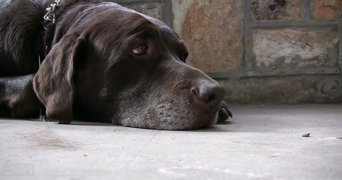 A dark-furred dog lying indoors on a concrete floor with a rustic stone wall backdrop.