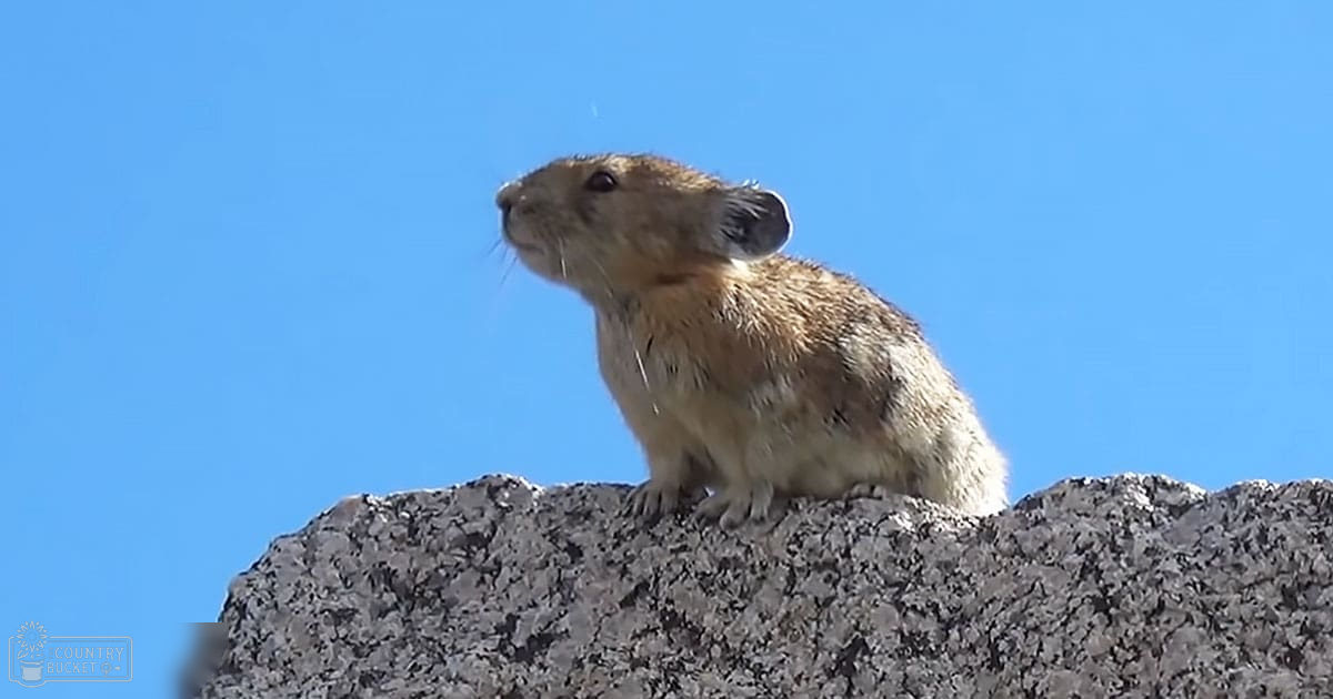A pika with light brown fur and darker markings in a mountainous, outdoor setting under clear blue skies during what appears to be spring or summer.