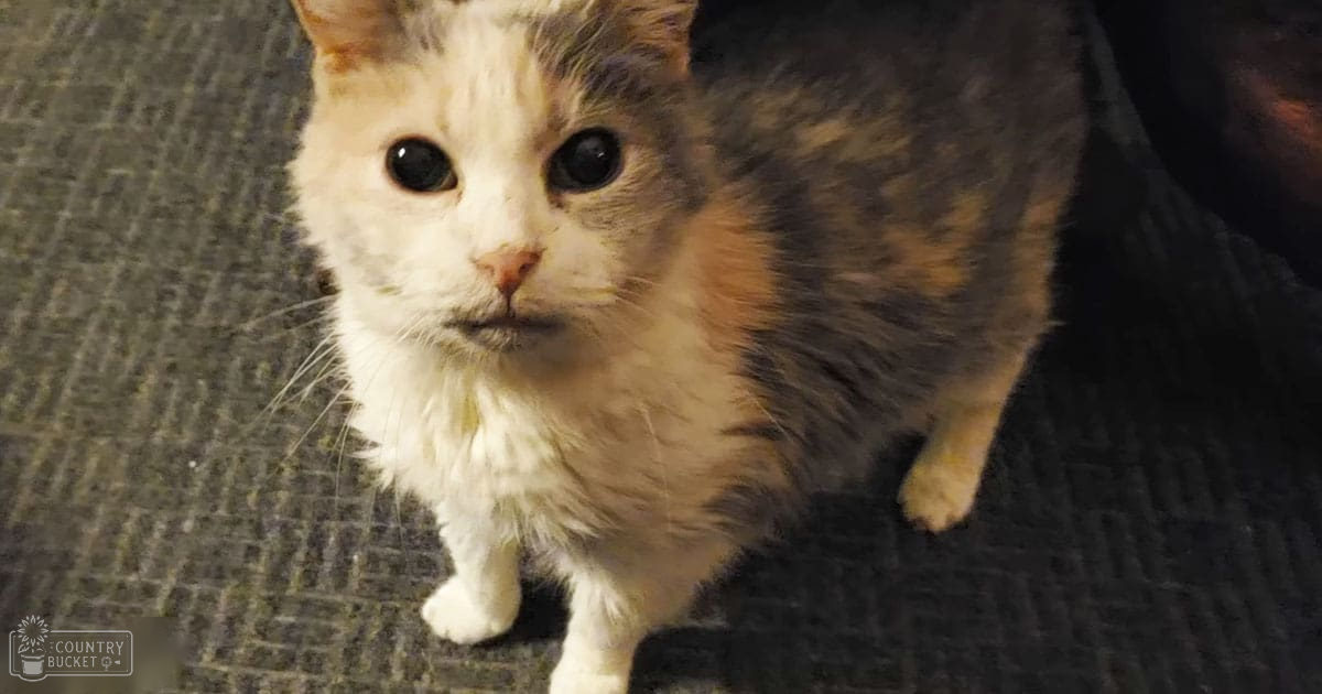 A calico cat with white, orange, and black fur indoors on a dark carpeted floor.