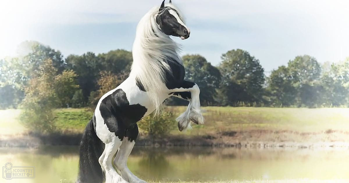 A Gypsy Vanner horse with a striking black-and-white coat pattern stands on hind legs near a body of water in an outdoor rural setting during late spring or summer.