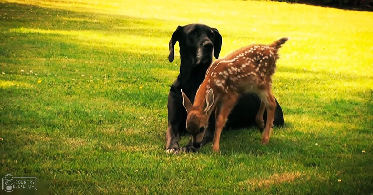 Black adult-sized dog with fawn-colored juvenile deer in a grassy field with late afternoon or early evening sunlight casting shadows during spring or summer.