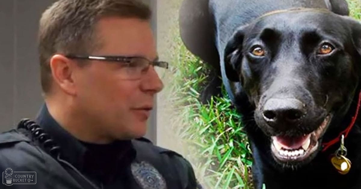 An adult male police officer interacting with a black Labrador Retriever in an outdoor, grassy area on a sunny day.