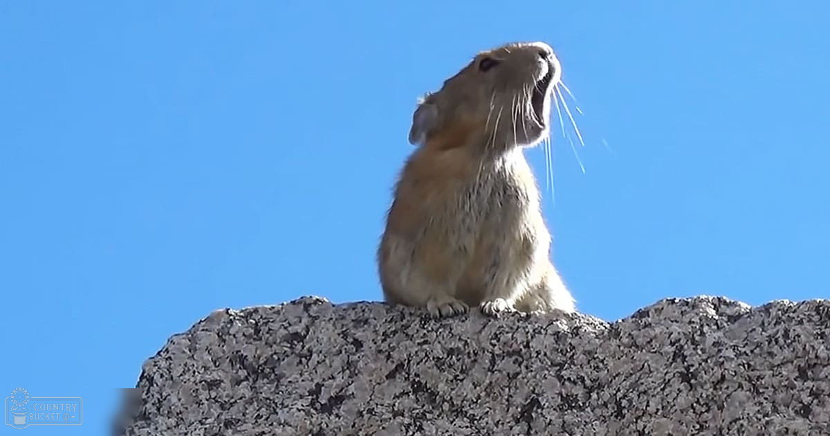 A pika with light brown fur stands on a rocky surface under a clear blue sky, suggesting daytime during spring or summer.