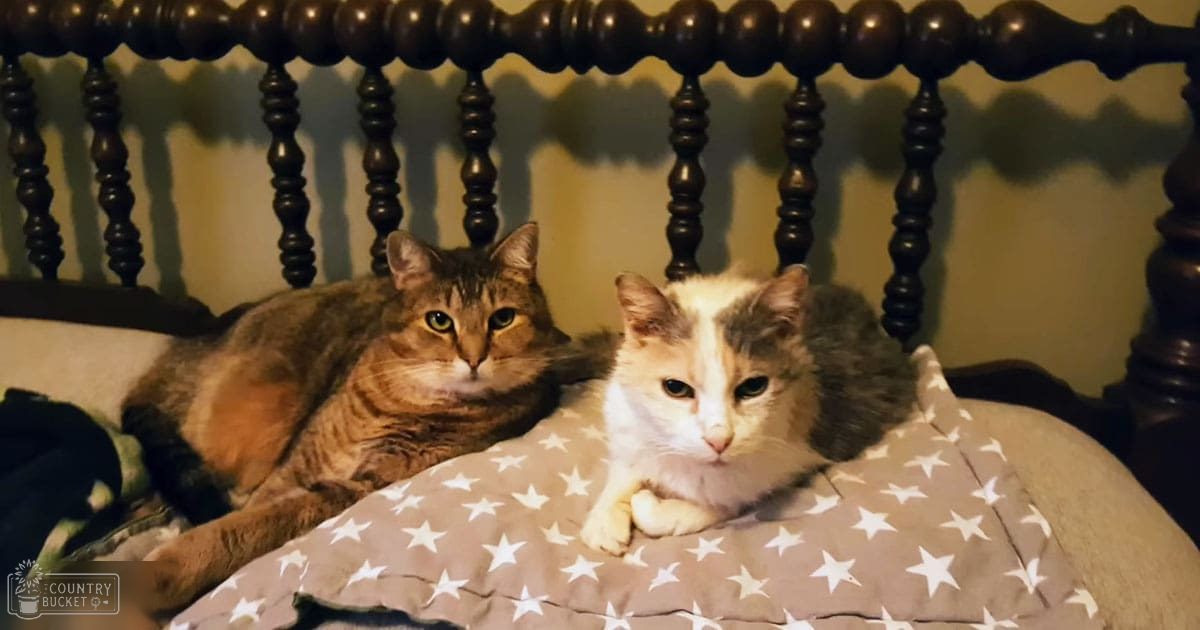 Two tabby cats and a calico cat resting on a wooden bed in a light green bedroom with warm indoor lighting, likely evening or night time.