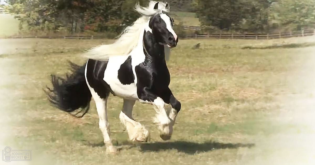 A black-and-white marked adult horse stands in an open field with trees and fencing at dusk.