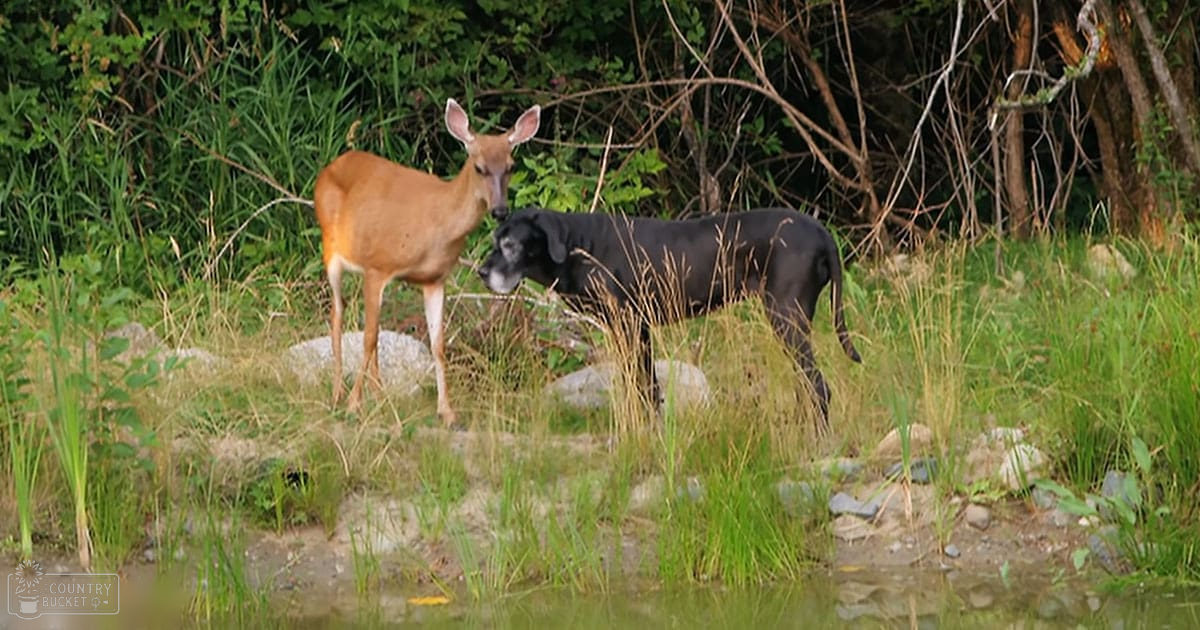 A white-tailed deer with reddish-brown fur and a middle-aged black Great Dane or similar breed among lush green grass, rocks, and trees in an outdoor spring or summer setting.