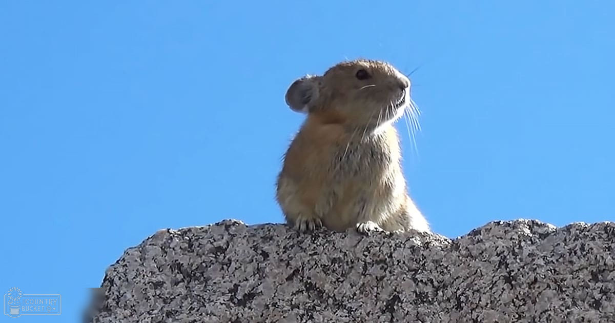 A pika perches on a rocky surface against a backdrop of a clear blue sky, illuminated by midday sunlight.