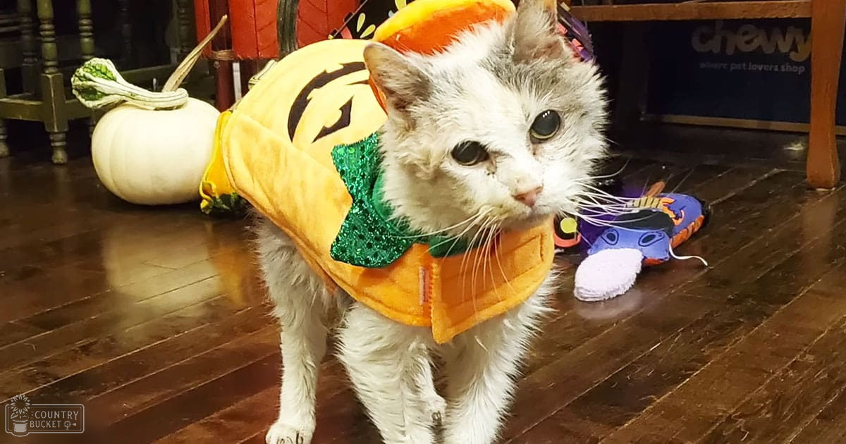 A white and gray tabby cat wearing a pumpkin-shaped costume in an indoor pet store setting, surrounded by wooden furniture, decorative items, and warm lighting.