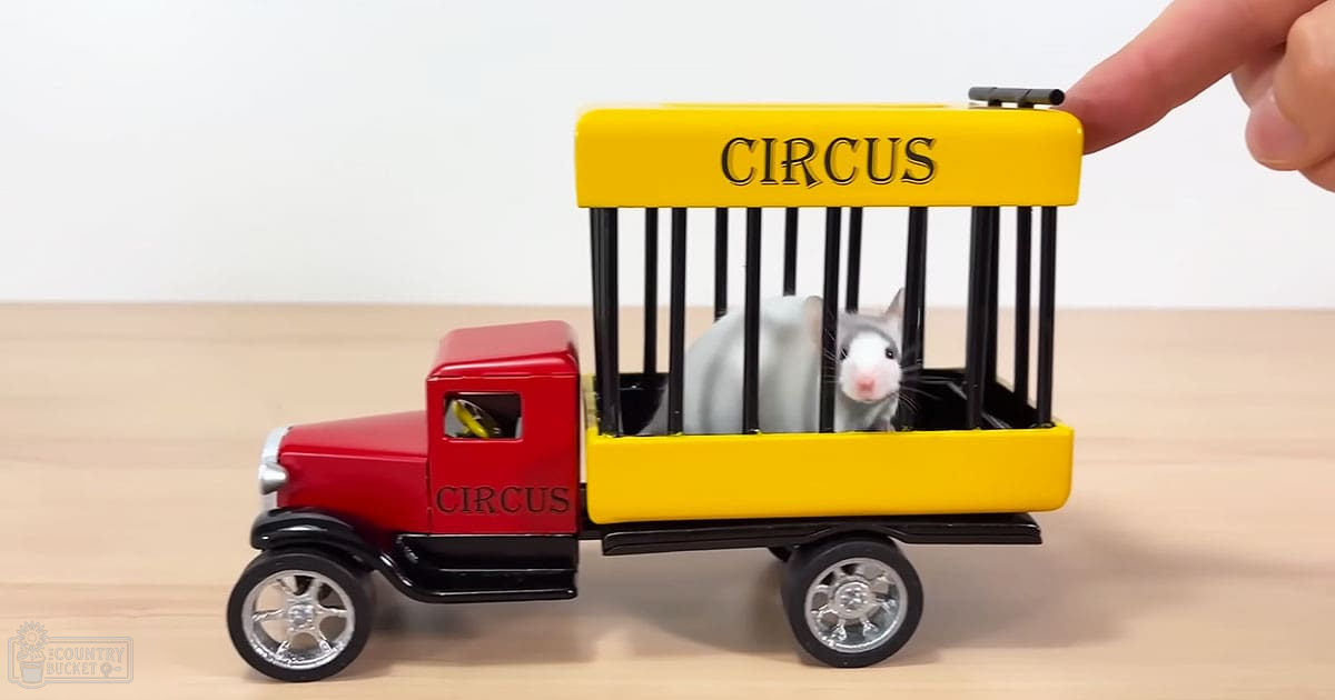 A rat with white fur and gray markings inside a toy circus truck painted red on front and yellow on back, located indoors.