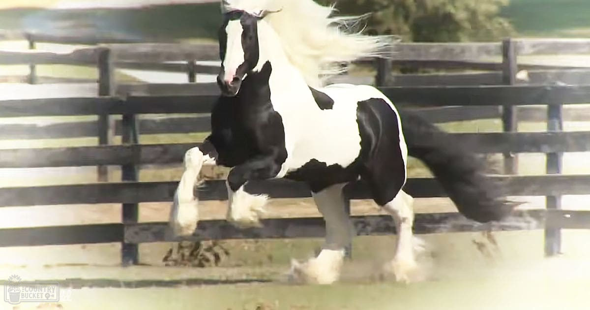 A black-and-white Paint Horse or Appaloosa stands in a paddock enclosed by wooden fencing under natural daylight.