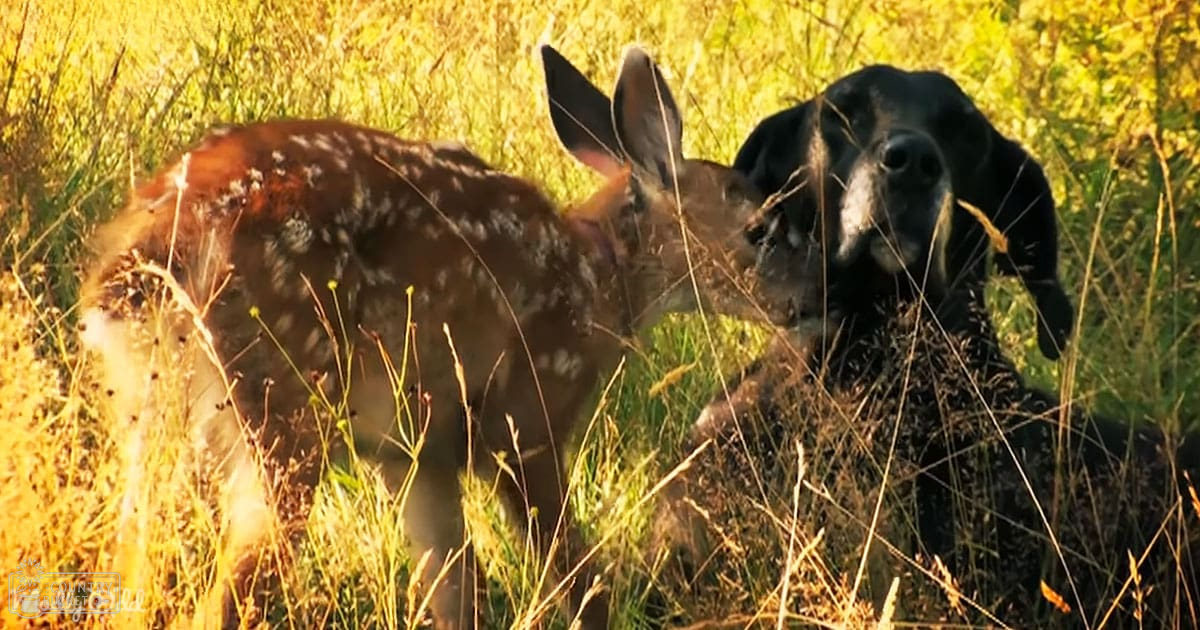 A black Labrador Retriever interacting with a white-tailed deer in a grassy field on an afternoon.