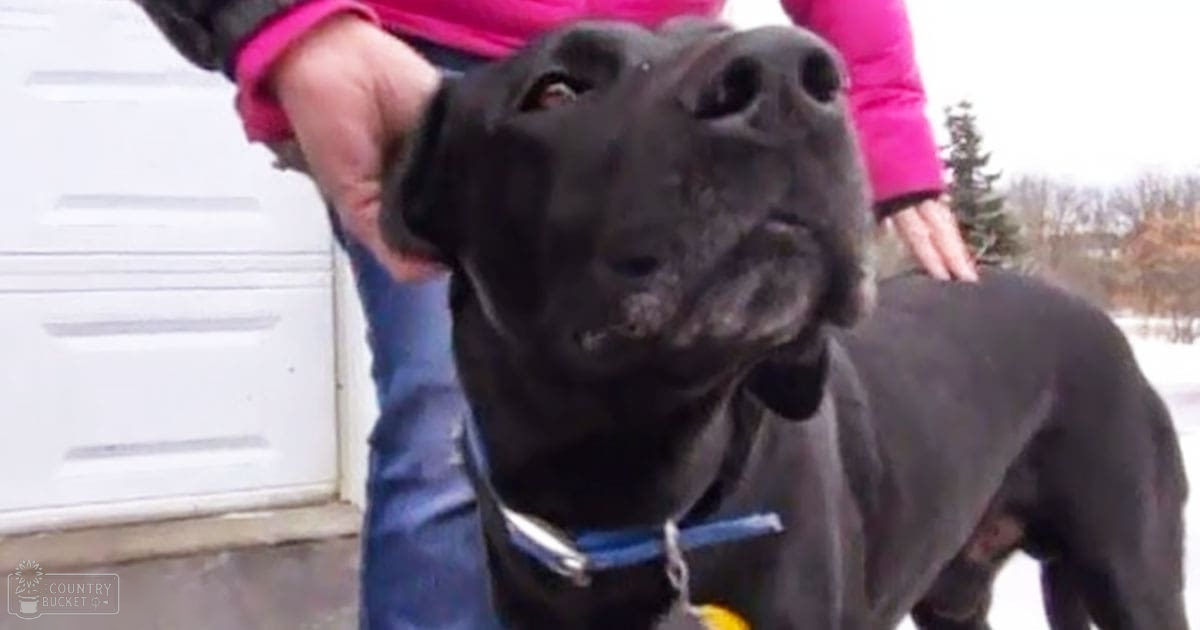 A black Great Dane or similar large breed dog stands outdoors near a house, with snow-covered ground and white door visible in the background during daytime.