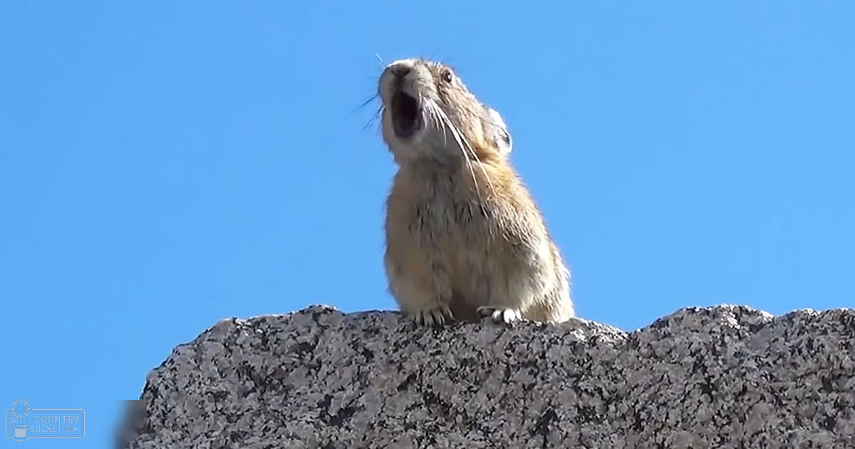 A pika with light brown fur stands on a rocky surface under a clear blue sky, suggesting midday.