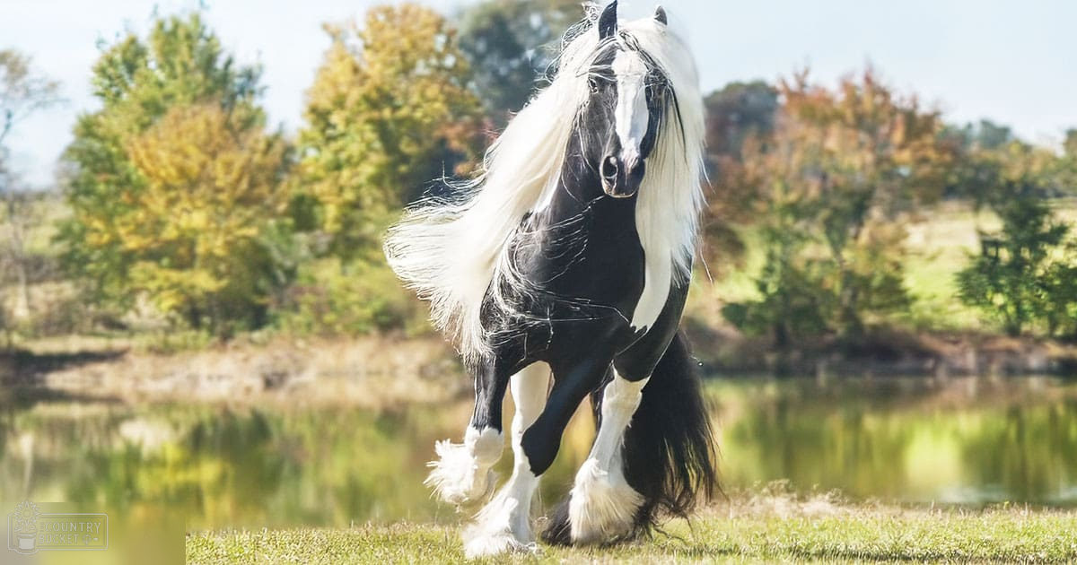A Gypsy Vanner or similar draft horse with a black and white coat stands outdoors near a body of water, surrounded by trees under warm late afternoon light.