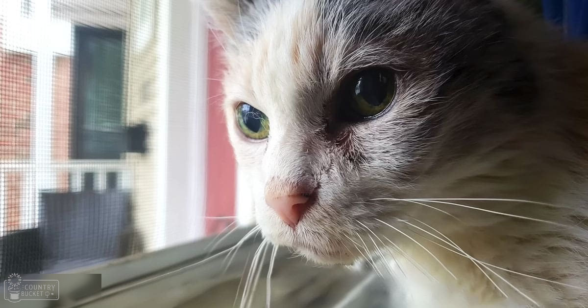 A close-up of an adult cat with white and gray fur, green eyes, and long whiskers indoors near a window showing part of another building outside.